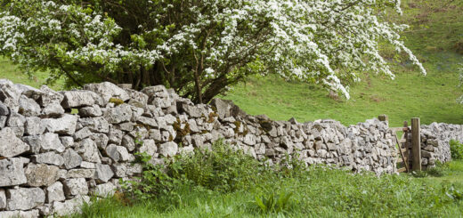 May in Black Rock Drove - Mendip Hills, Somerset, UK. ID JB4_3740