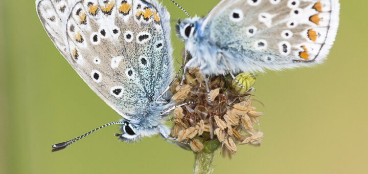 Common blue (Polyommatus icarus) - Blackmoor Reserve, Somerset, UK. ID JB4_3763