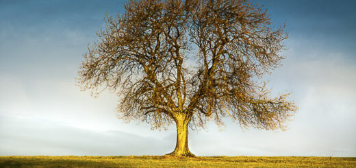 The Deerleap Tree - Somerset, UK. ID JB5_4620