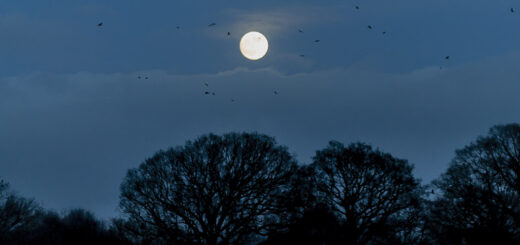 Moonlight - Shapwick Heath, Somerset, UK. ID DSC_2940