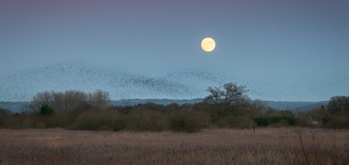 The Starlings and the Super Moon