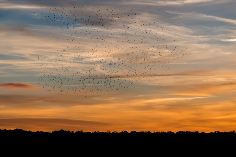 Starlings return to roost the night before