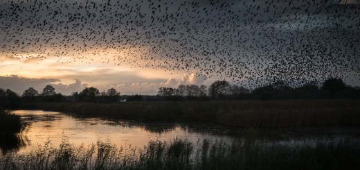 Starlings Overhead