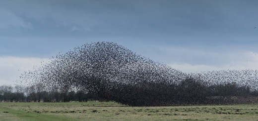 Starling Plume on Shapwick Moor