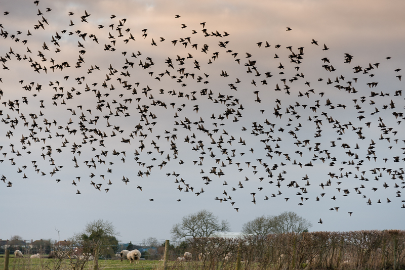 Starlings in the fields around Stileway