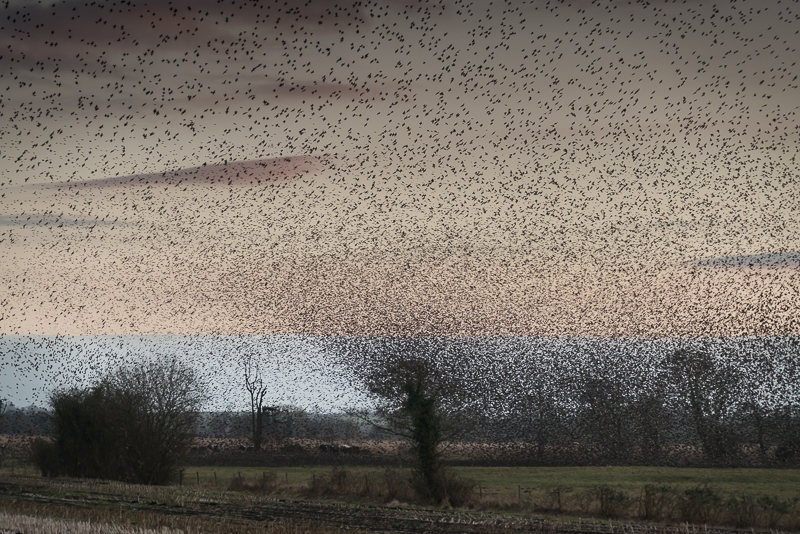 Starlings in the fields around Stileway