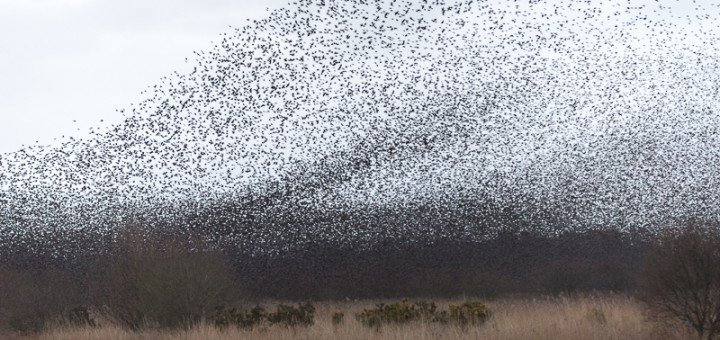 Starlings Descend