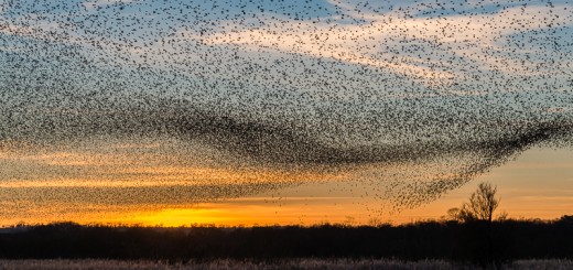 Starling Wave