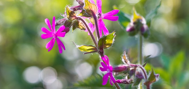 Red Campion, Silene dioica