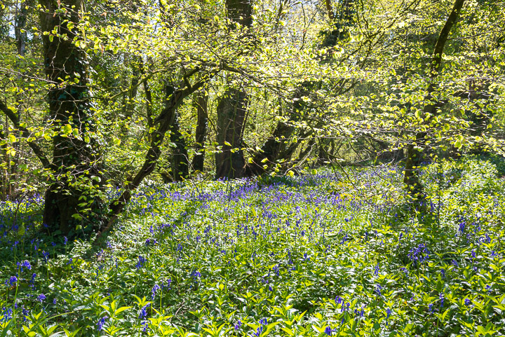 Bluebells in Withial Combe, Somerset