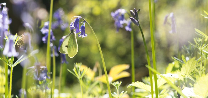Small white butterfly on bluebells, Withial Combe