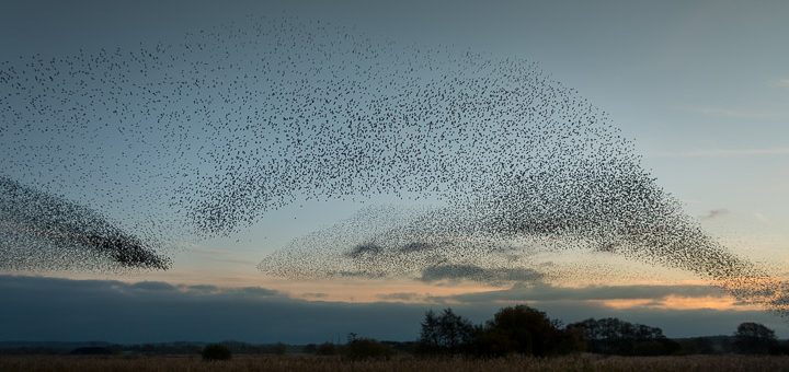 Starlings at Loxtons Marsh - Ham Wall, Somerset, UK. ID 808_2556