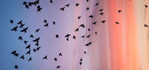Starlings at Waltons Heath - Ham Wall, Somerset, UK. ID 808_5120