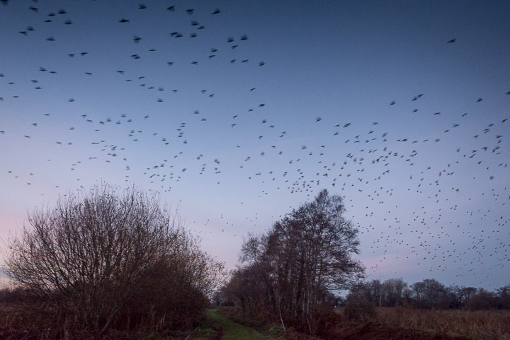 Starlings at Waltons Heath - Ham Wall, Somerset, UK. ID 808_5233