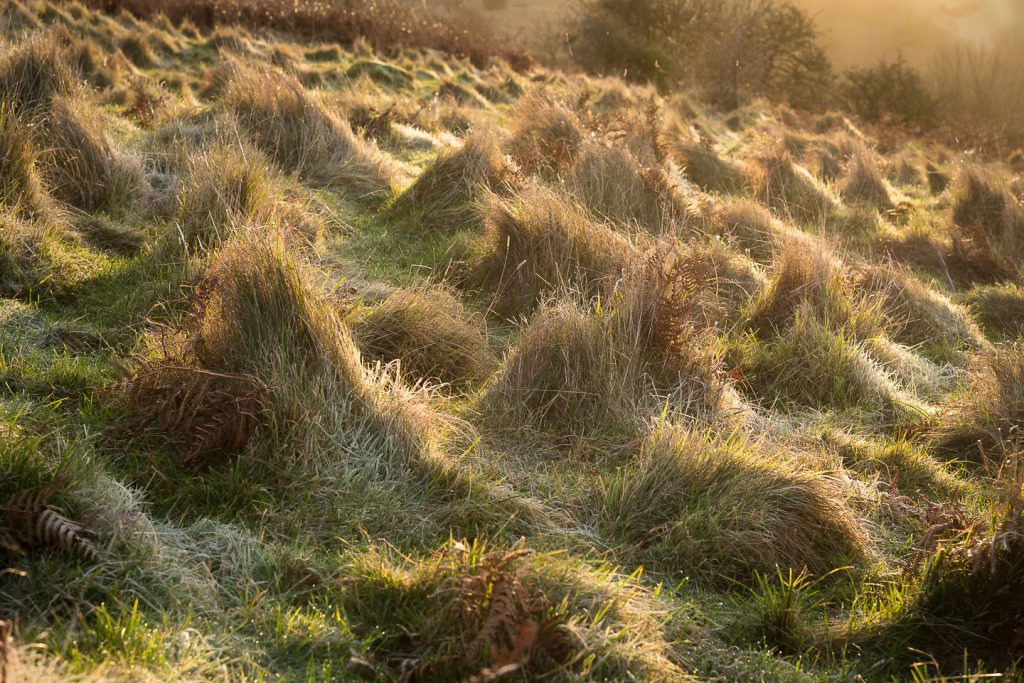 Grass - Lynchcombe, Somerset, UK. ID 808_8782