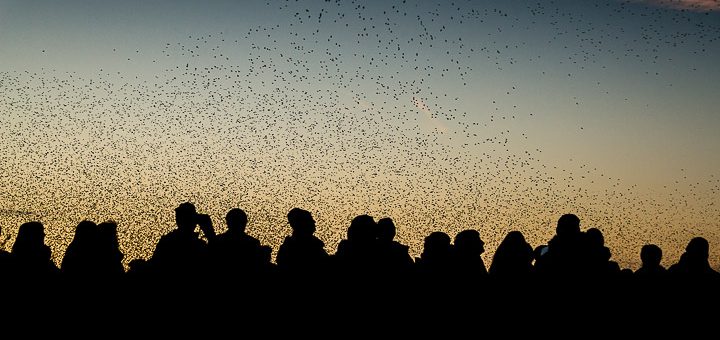 Starlings at Ham Wall - Somerset, UK. ID 809_0883