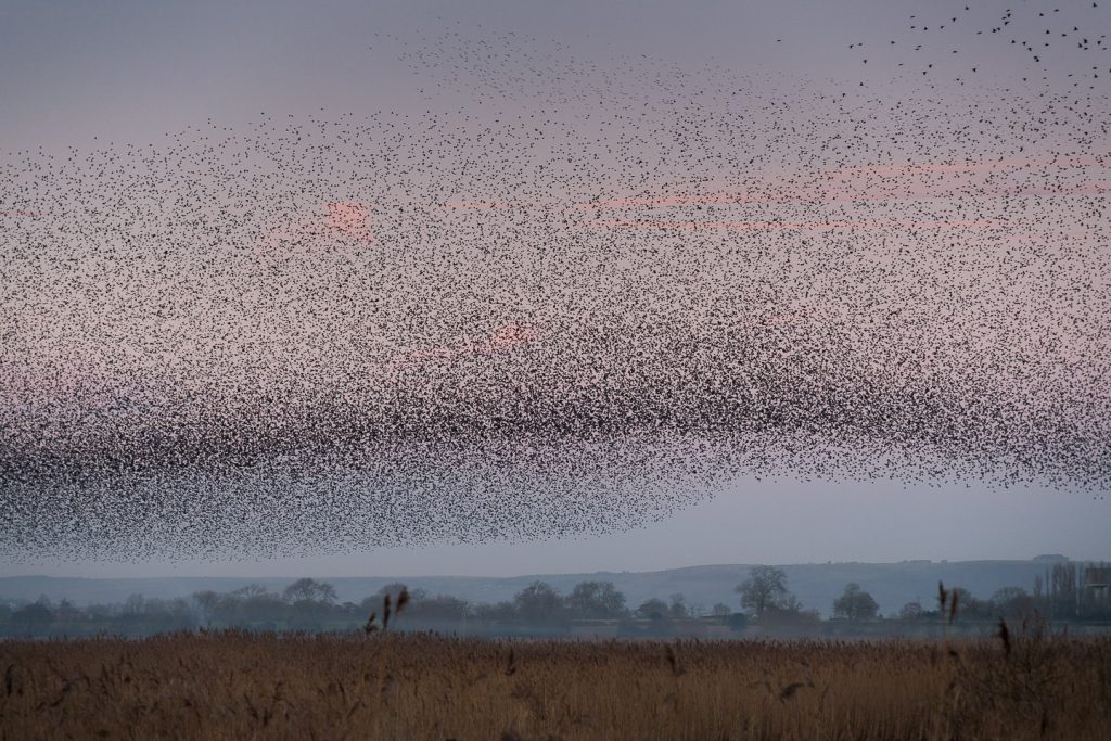 Starlings at Ham Wall - Somerset, UK. ID 809_0900