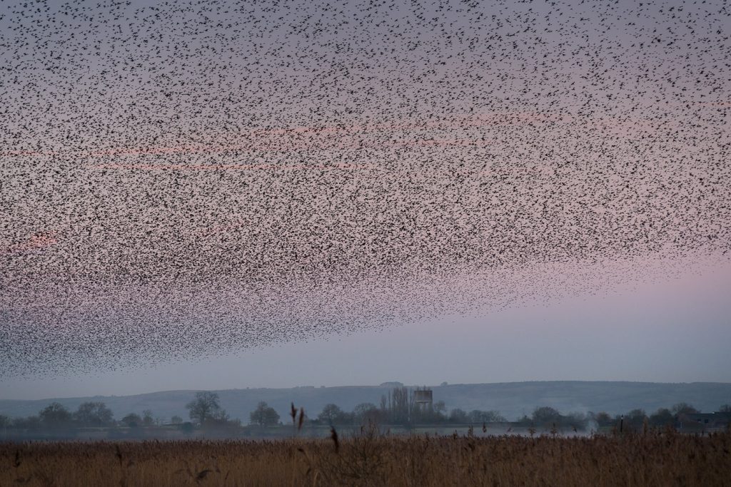 Starlings at Ham Wall - Somerset, UK. ID 809_0906