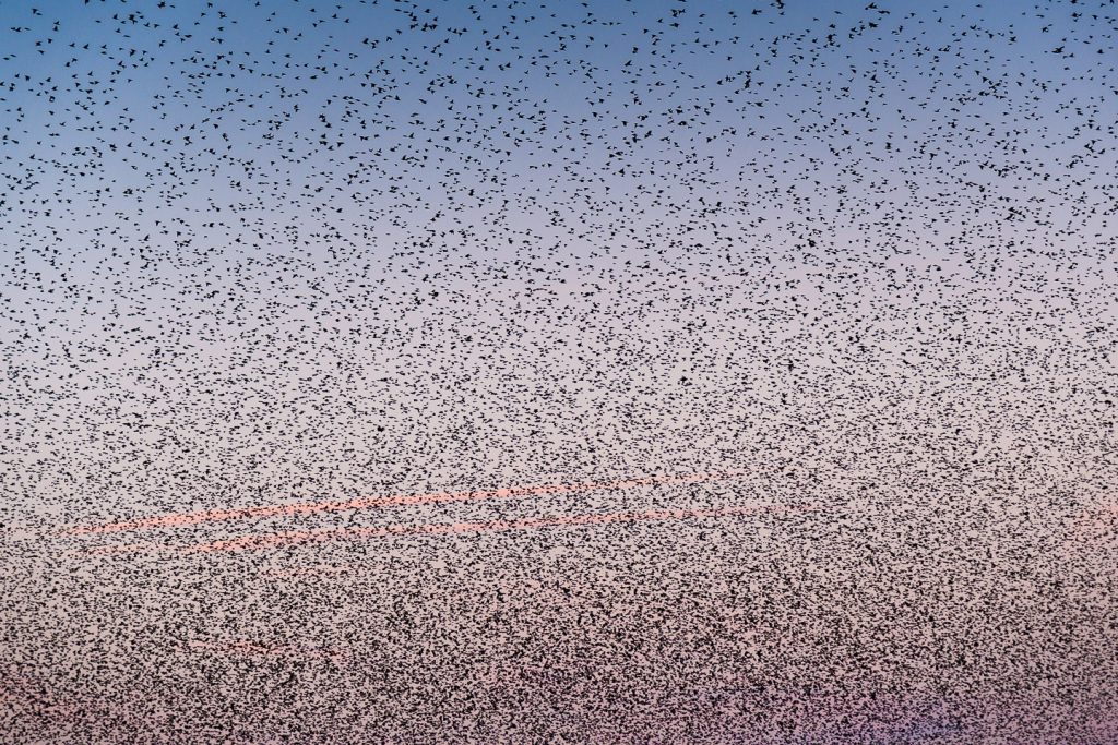 Starlings at Ham Wall - Somerset, UK. ID 809_0909