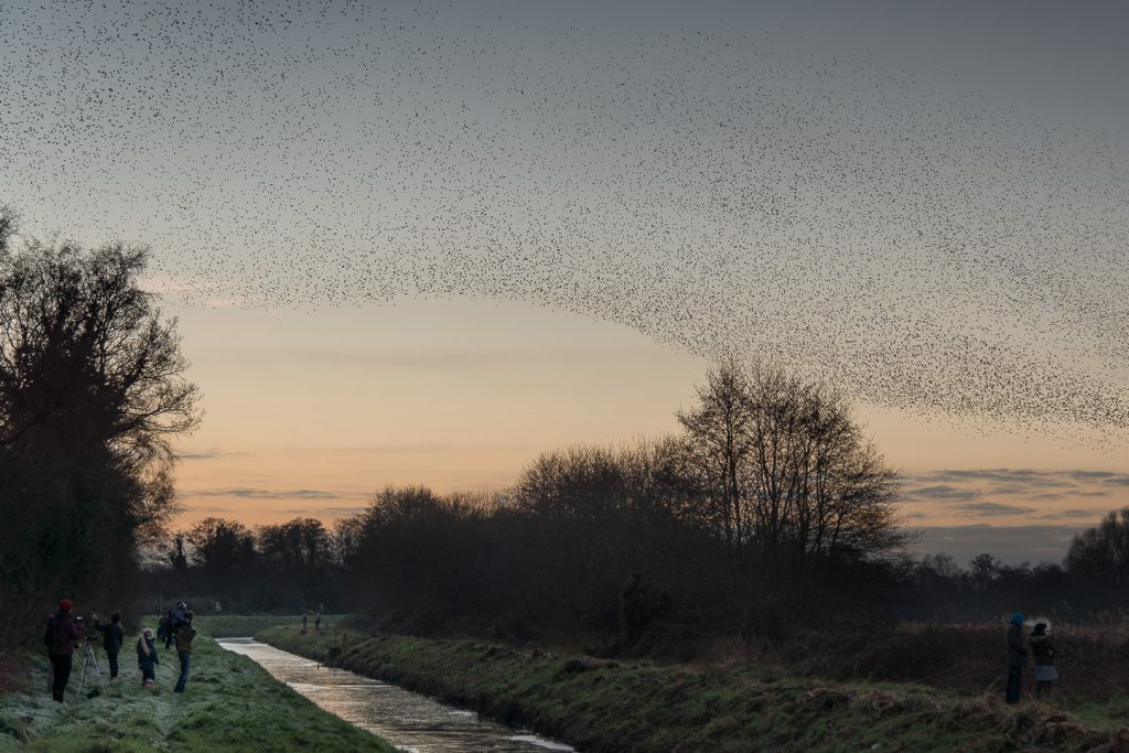 Starlings at Ham Wall - Somerset, UK. ID 809_0928