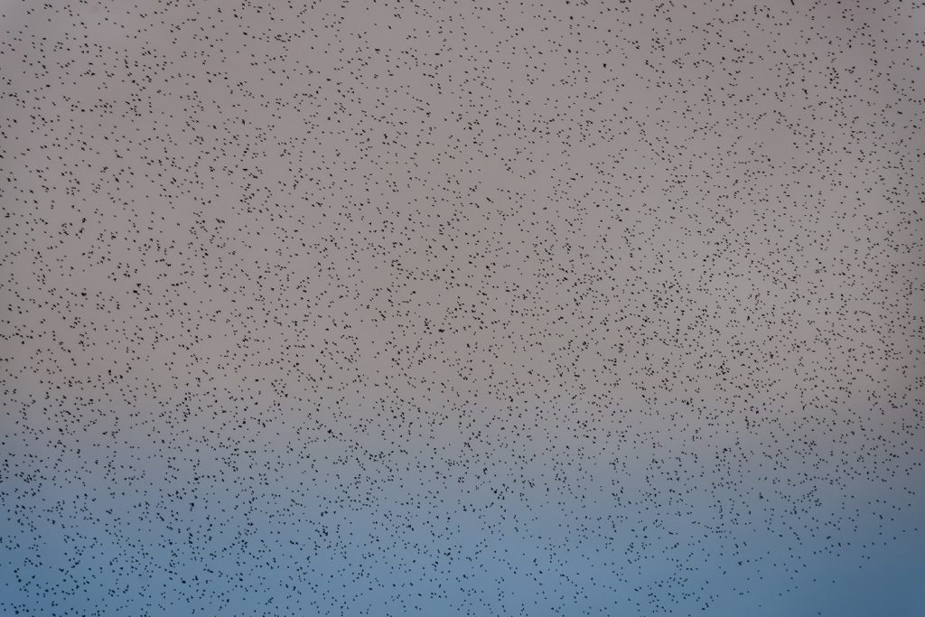 Skyfull - Starlings over Wilderness Drove, Glastonbury, Somerset, England.