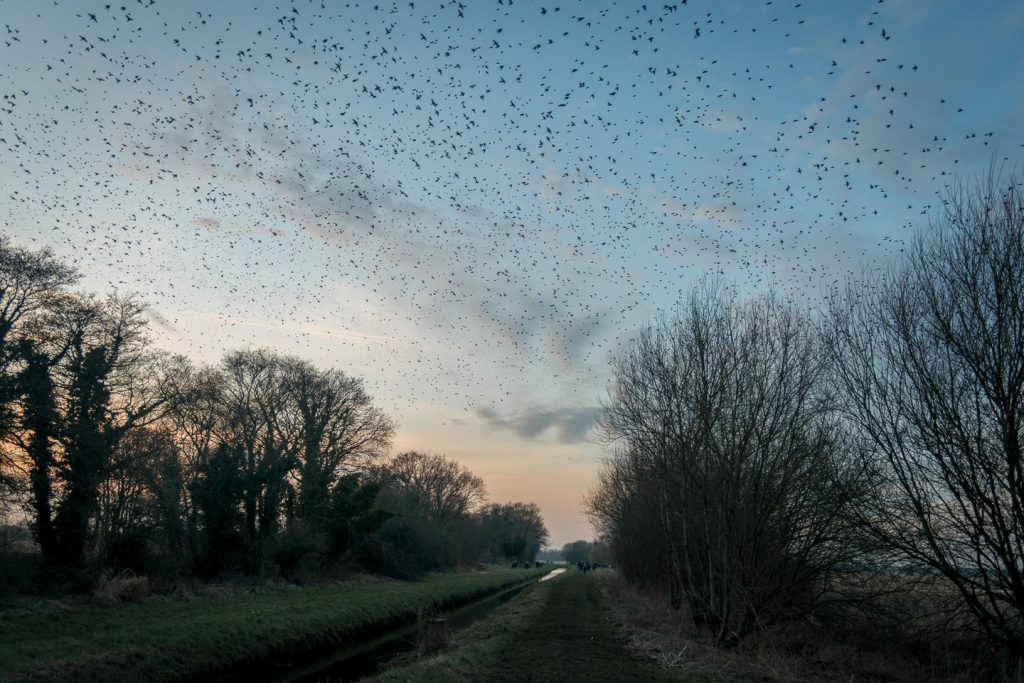 Starlings over Ham Wall - Somerset, UK. ID 809_9227