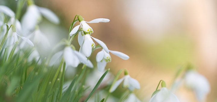 Snowdrops - Holton, Somerset, UK. ID 809_0834