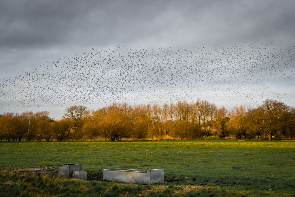 Starlings Flock - Shapwick Heath, Somerset, UK. ID 809_9749