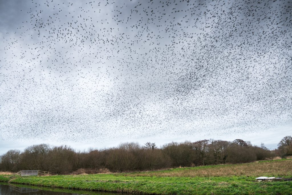 Starlings Flock - Shapwick Heath, Somerset, UK. ID 809_9773
