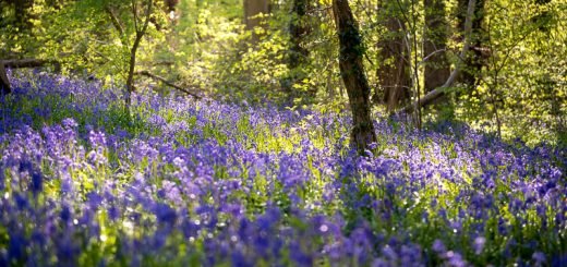 Bluebells - Park Wood, Somerset, UK. ID 810_6247