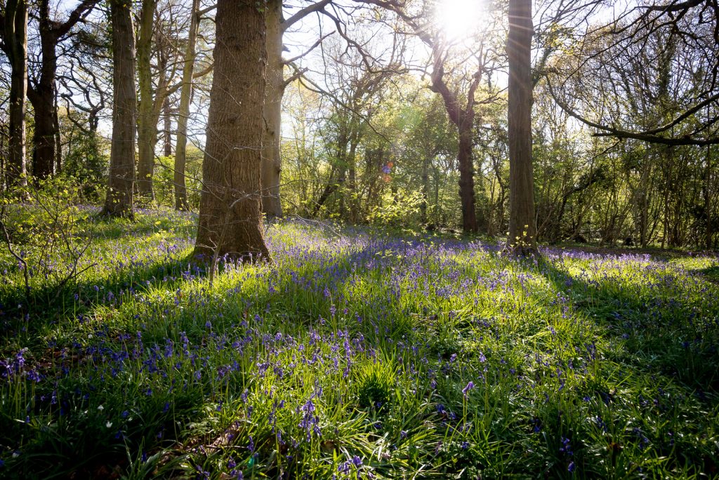 Bluebells - Park Wood, Somerset, UK. ID 810_6259