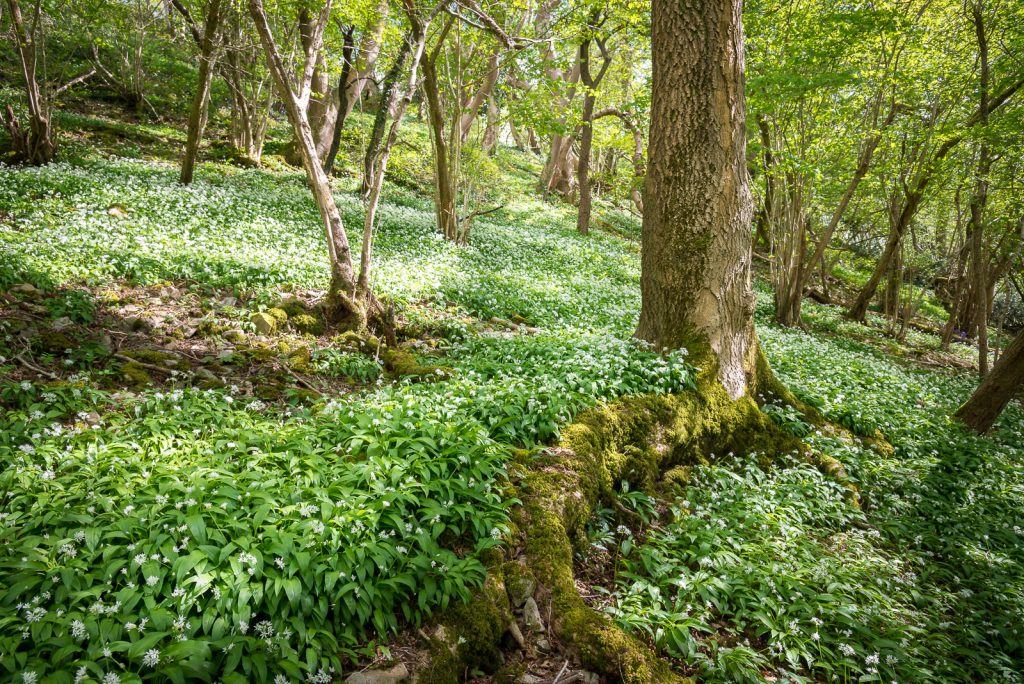 Wild Garlic - Round Wood, Somerset, UK. ID 820_9085