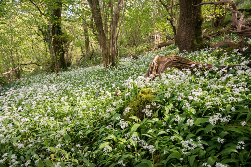 Wild Garlic - Round Wood, Somerset, UK. ID 820_9196