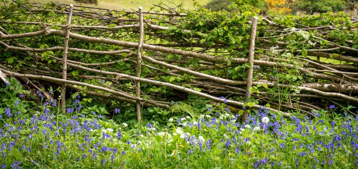 Spring Hedge Laying - Lots Grassland, Somerset, UK. ID 821_0590