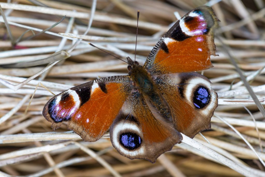 Peacock (Aglais io) - Lynchcombe, Somerset, UK. ID 821_9349