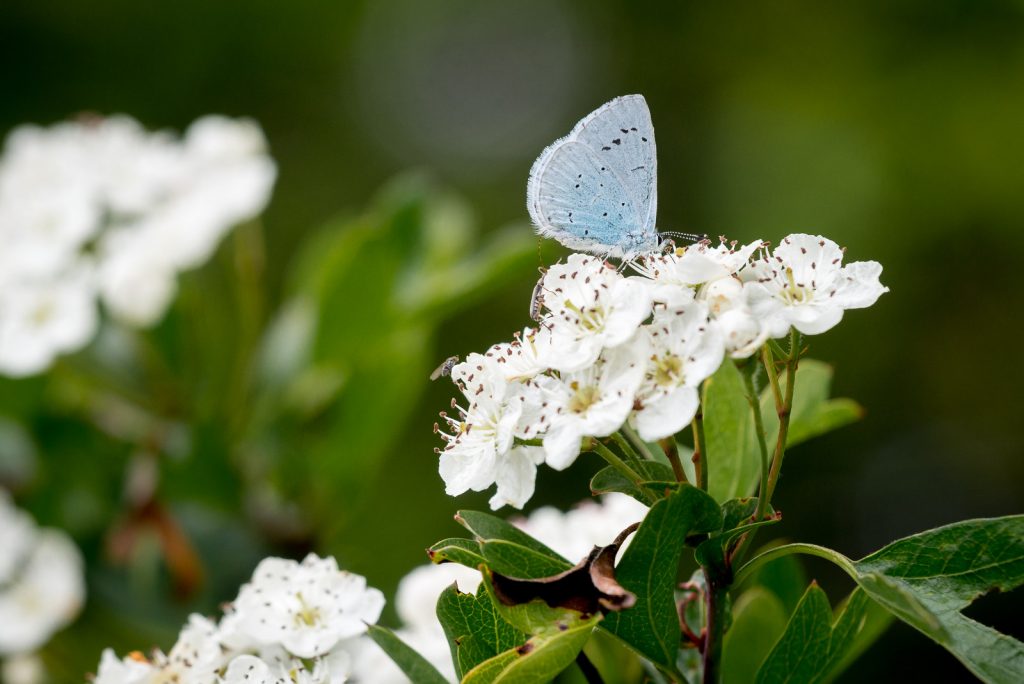 Holly blue (Celastrina argiolus) - Lynchcombe, Somerset, UK. ID 821_9416