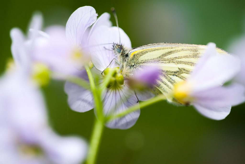 Green-viened white (Pieris napi) on Cuckoo flower - Black Rock, Somerset, UK. ID JB3_6137