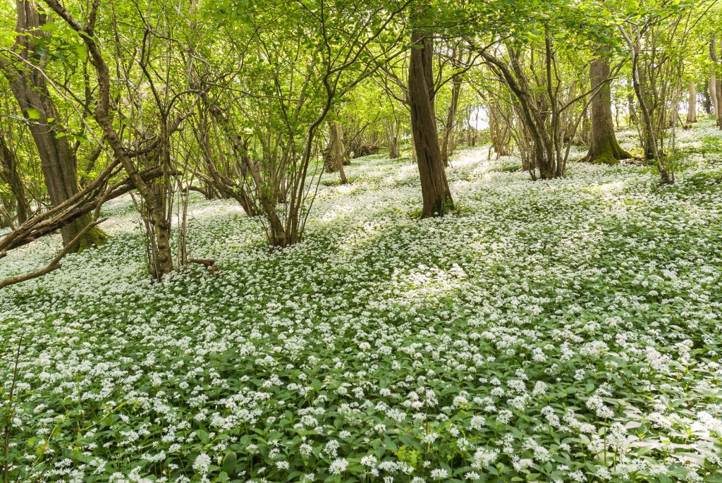 Wild Garlic - Round Wood, Somerset, UK. ID JBA_8649