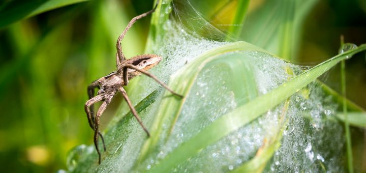 Nursery Web Spider (Pisaura mirabilis) - Lynchcombe, Somerset, UK. ID 822_3284
