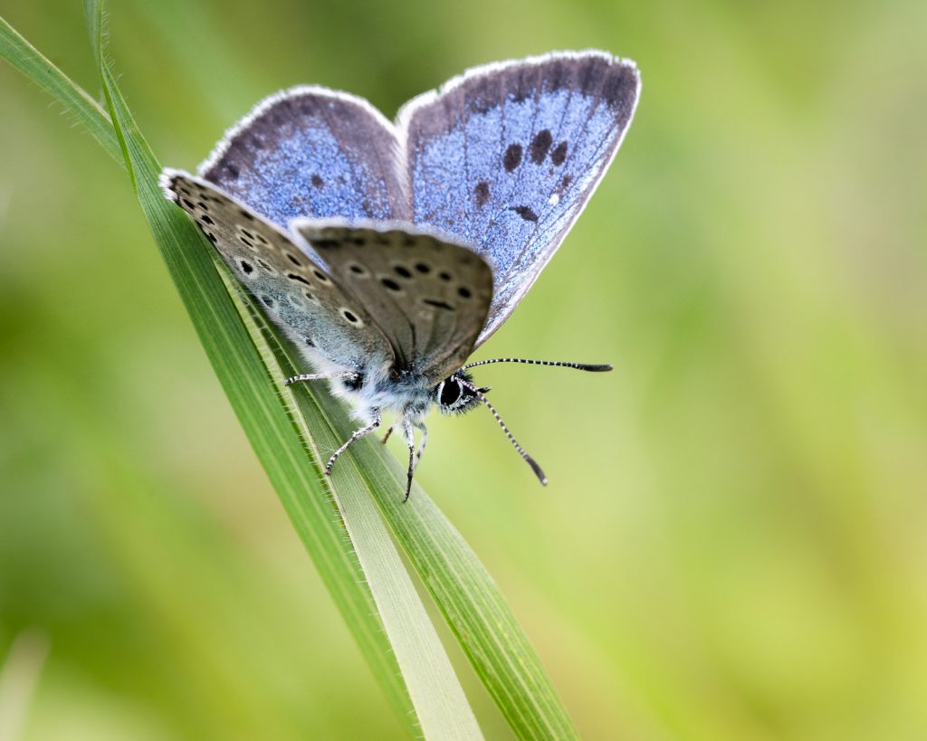Large Blue (Maculinea arion) - Green Down, Somerset, UK. ID 822_4409