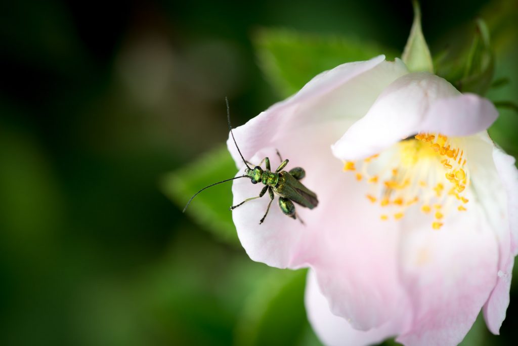 Swollen-thighed beetle (Oedemera nobilis) on Dog Rose (Rosa canina) - Green Down, Somerset, UK. ID 822_4533