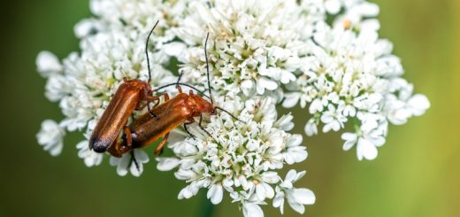 Common Red Soldier Beetle (Rhagonycha fulva) - Lynchcombe, Somerset, UK. ID 822_8568