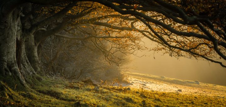 Beach Tree Dawn - Draycott Sleights, Somerset, UK. ID DSC_4198