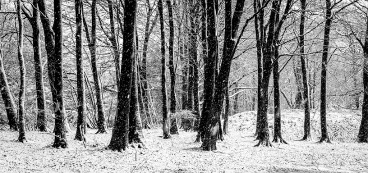 Winter Trees - Stockhill Wood, Somerset, UK. ID 824_2196