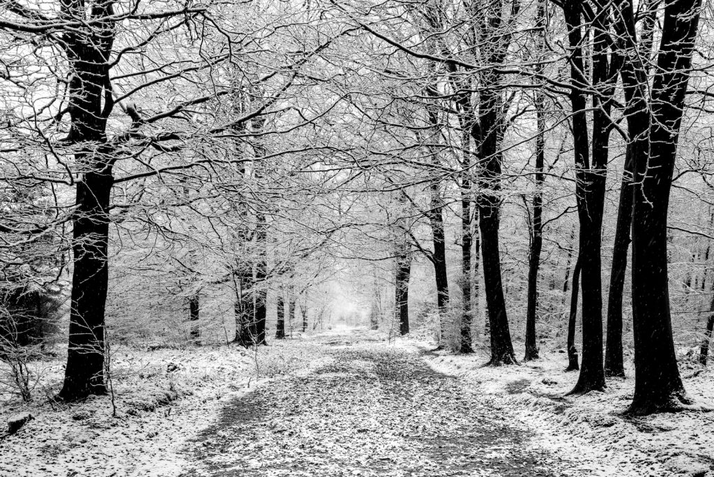 Winter Trees - Stockhill Wood, Somerset, UK. ID 824_2315