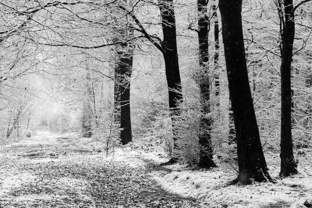 Winter Trees - Stockhill Wood, Somerset, UK. ID 824_2323- Stockhill Wood, Somerset, UK. ID 824_2317