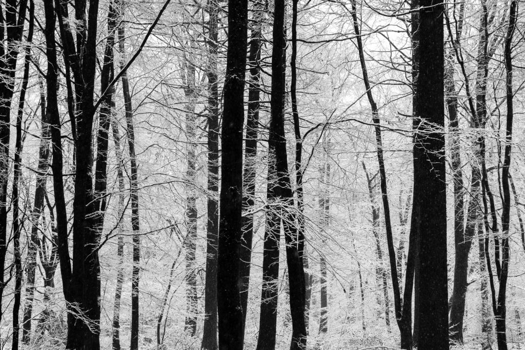 Winter Trees - Stockhill Wood, Somerset, UK. ID 824_2347