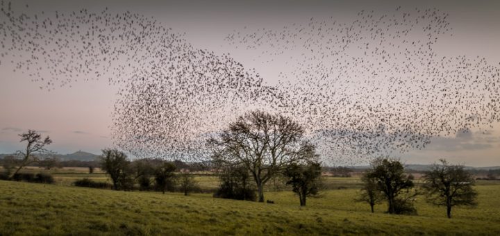Starlings at Stileway Farm - Nr Meare, Somerset, UK. ID 824_4477