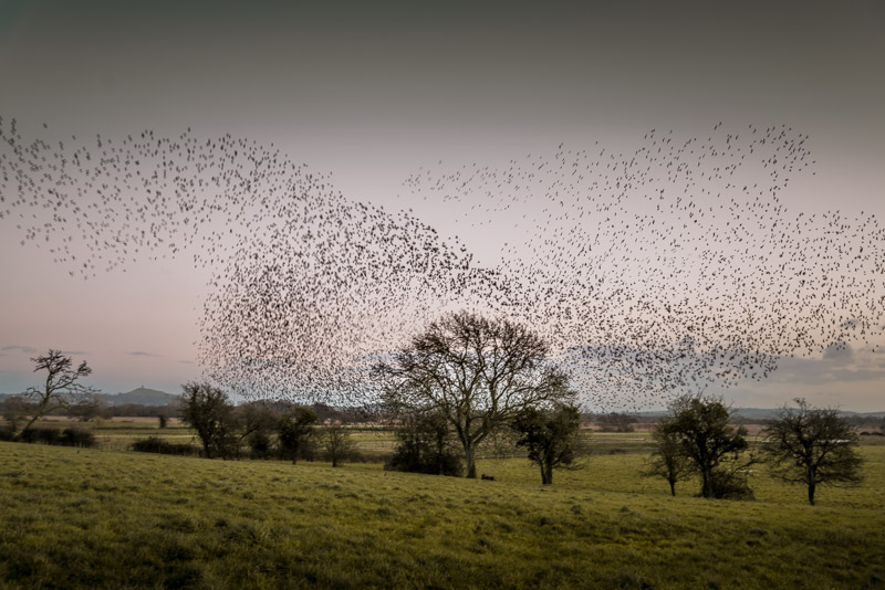 Starlings at Stileway Farm - Nr Meare, Somerset, UK. ID 824_4477
