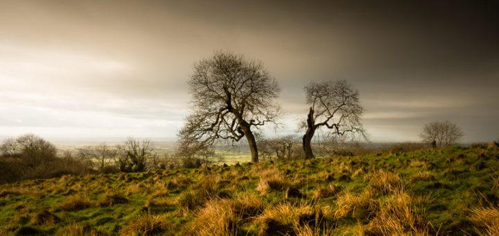 Split Trees - Deerleap, Somerset, UK. ID 824_4930